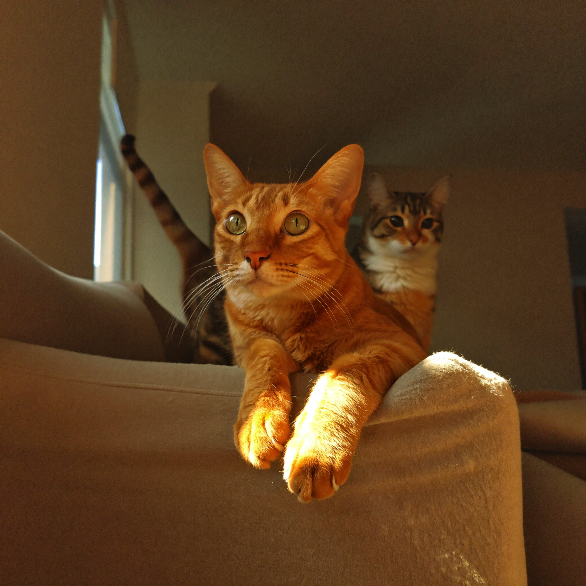 Mara cross-legged on a scratched couch arm — afternoon amber light, cat in background, shot at couch height